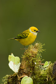 silverthroated tanager